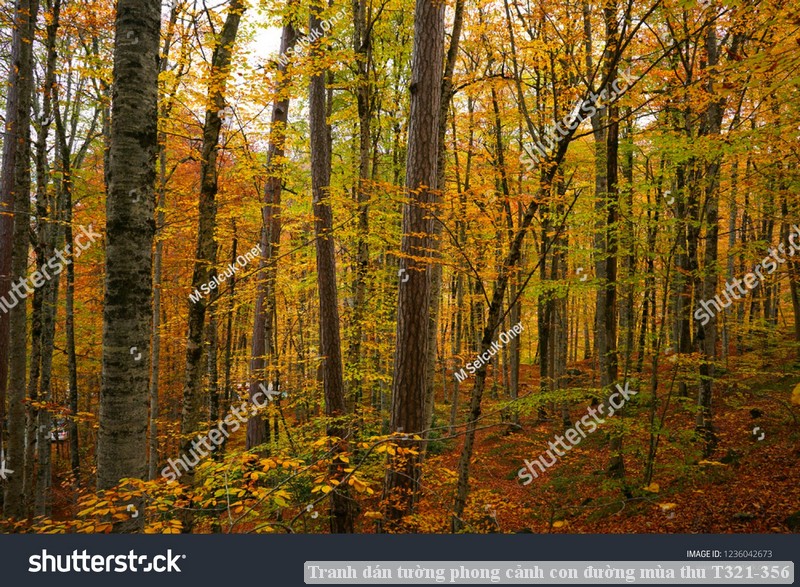 Tranh dán tường phong cảnh con đường mùa thu T321-356